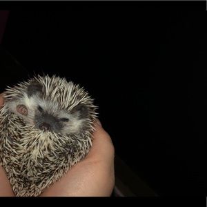 Meet your Posher, Laura